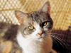 Captcha image 7411
