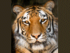 Captcha image 5046